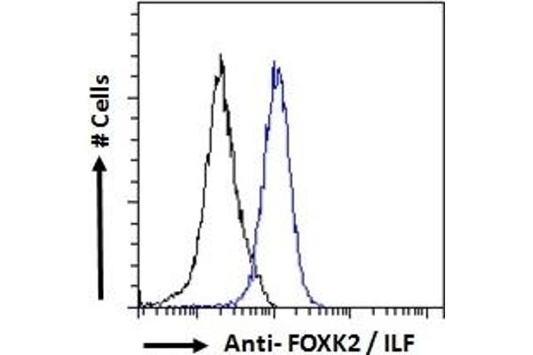 anti-Forkhead Box K2 (FOXK2) (C-Term) antibody