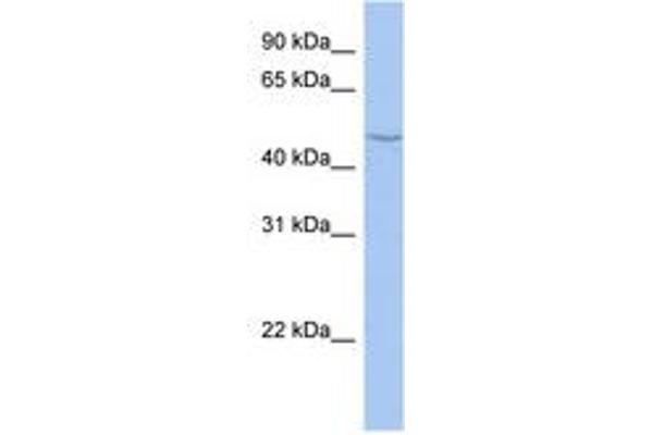 CYP27C1 antibody  (AA 251-300)