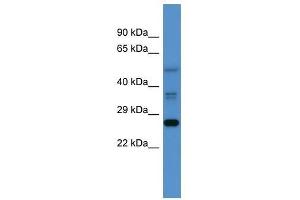 anti-COMM Domain Containing 2 (COMMD2) (Middle Region) antibody