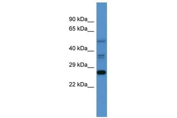 anti-COMM Domain Containing 2 (COMMD2) (Middle Region) antibody