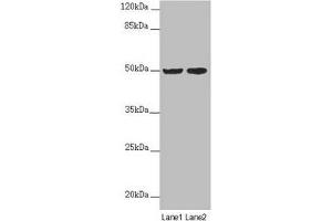 SLC39A7 Antikörper  (AA 235-380)