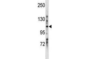 Image no. 1 for anti-Leucine-Rich Repeats and Immunoglobulin-Like Domains 1 (Lrig1) (AA 801-829) antibody (ABIN3028795)