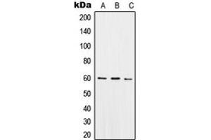 Image no. 1 for anti-Sorting Nexin 4 (SNX4) (Center) antibody (ABIN2707083)