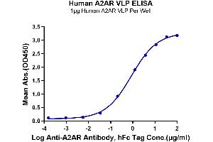 ELISA image for Adenosine A2a Receptor (ADORA2A) (Active) protein (ABIN7448150)