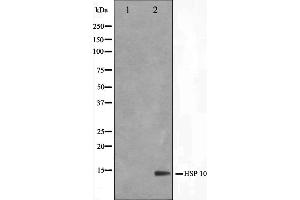 Image no. 3 for anti-Heat Shock 10kDa Protein 1 (Chaperonin 10) (HSPE1) (Internal Region) antibody (ABIN6262388)