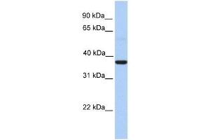 Image no. 1 for anti-Zinc Finger CCCH-Type Containing 15 (ZC3H15) (Middle Region) antibody (ABIN928408)