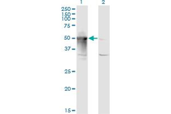 anti-Armadillo Repeat Containing 6 (ARMC6) (AA 1-476) antibody