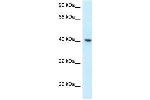 Image no. 1 for anti-RNA Binding Motif Protein, X-Linked (RBMX) (C-Term) antibody (ABIN926797)
