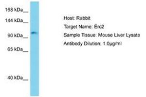 ERC2 antibody  (AA 901-950)