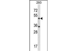 Image no. 2 for anti-serine Hydroxymethyltransferase 1 (Soluble) (SHMT1) (AA 19-47), (N-Term) antibody (ABIN5537530)