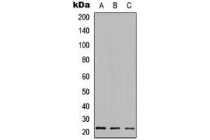 Image no. 1 for anti-Hepatoma-Derived Growth Factor-Related Protein 3 (HDGFRP3) (Center) antibody (ABIN2706293)