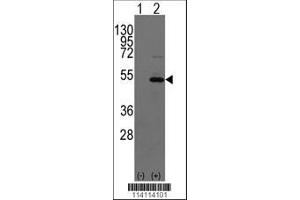 Image no. 1 for anti-Y Box Binding Protein 1 (YBX1) (AA 276-305), (C-Term) antibody (ABIN390263)