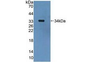MAP2K6 抗体  (AA 46-306)