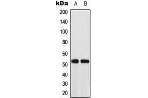 Image no. 3 for anti-Acyl-CoA Thioesterase 2 (ACOT2) (Center) antibody (ABIN2705391)