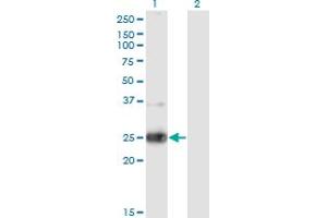 Image no. 3 for anti-Neurexophilin 3 (NXPH3) (AA 1-252) antibody (ABIN524675)
