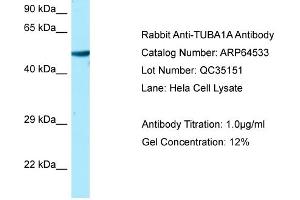 Image no. 1 for anti-Tubulin, alpha 1a (Tuba1a) (C-Term) antibody (ABIN2789867)