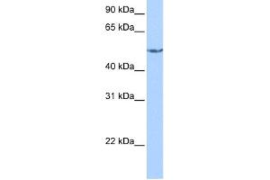 Image no. 1 for anti-Carnitine O-Acetyltransferase (CRAT) (N-Term) antibody (ABIN2774052)