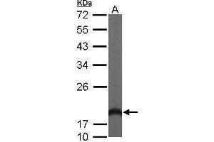 WB Image Sample (50 ug of whole cell lysate) A: Mouse brain 12% SDS PAGE antibody diluted at 1:1000