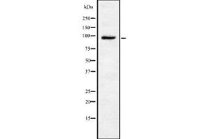 Image no. 1 for anti-Transient Receptor Potential Cation Channel, Subfamily V, Member 4 (TRPV4) antibody (ABIN6265760)