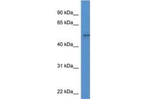 Image no. 1 for anti-Nuclear Factor I/A (NFIA) (C-Term) antibody (ABIN6746156)