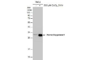WB Image Untreated (–) and treated (+) HeLa whole cell extracts (30 μg) were separated by 12% SDS-PAGE, and the membrane was blotted with Heme Oxygenase 1 antibody , diluted at 1:1000.