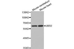 Image no. 1 for anti-Ubiquitin Protein Ligase E3 Component N-Recognin 2 (UBR2) antibody (ABIN1683202)