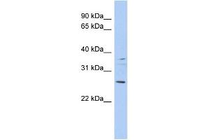 Image no. 1 for anti-Achaete-Scute Complex Homolog 2 (ASCL2) (Middle Region) antibody (ABIN2779425)
