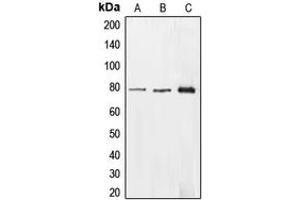 Image no. 1 for anti-Enoyl-CoA, Hydratase/3-Hydroxyacyl CoA Dehydrogenase (EHHADH) (Center) antibody (ABIN2706079)