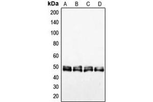 Image no. 3 for anti-Vasodilator-Stimulated phosphoprotein (VASP) (Center) antibody (ABIN2707238)
