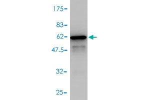 Image no. 1 for anti-Synaptosomal-Associated Protein, 29kDa (SNAP29) (AA 1-258) antibody (ABIN564029)
