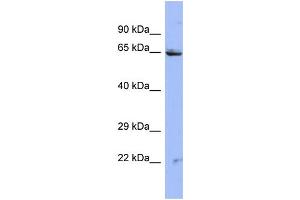 Image no. 1 for anti-Zinc Finger Protein 284 (ZNF284) (N-Term) antibody (ABIN2780901)