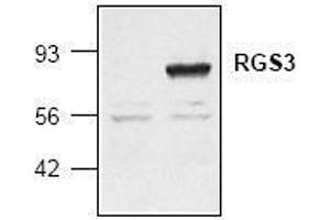 Image no. 1 for anti-Regulator of G-Protein Signaling 3 (RGS3) (AA 401-519) antibody (ABIN127074)