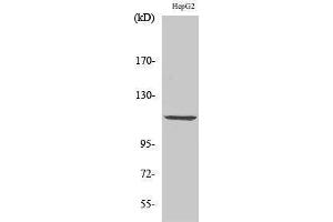 Image no. 1 for anti-Polycystic Kidney Disease 1 (Autosomal Dominant) (PKD1) (Thr310) antibody (ABIN3186481)