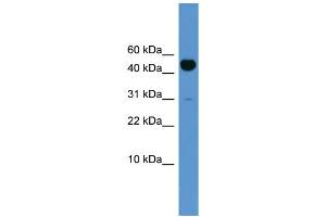 Image no. 1 for anti-Bone Morphogenetic Protein 10 (BMP10) (N-Term) antibody (ABIN2782813)