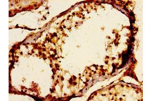 Immunohistochemistry of paraffin-embedded human testis tissue using ABIN7157174 at dilution of 1:100