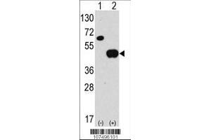 Image no. 1 for anti-Autophagy related 4B Cysteine Peptidase (ATG4B) (AA 16-45), (N-Term) antibody (ABIN388494)