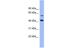 Image no. 2 for anti-Glucose-Fructose Oxidoreductase Domain Containing 1 (GFOD1) (Middle Region) antibody (ABIN2787165)