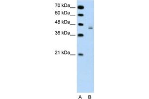 Image no. 1 for anti-DEAH (Asp-Glu-Ala-His) Box Polypeptide 30 (DHX30) antibody (ABIN2461364)