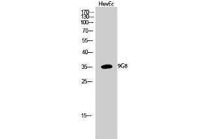 Image no. 1 for anti-Splicing Factor, Arginine/Serine Rich 7 (SFRS7) (Internal Region) antibody (ABIN3183100)