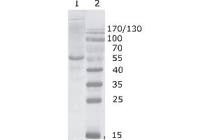 Image no. 1 for anti-Human Immunodeficiency Virus 1 Capsid (HIV-1 p24) (AA 165-231), (C-Term) antibody (ABIN400481)