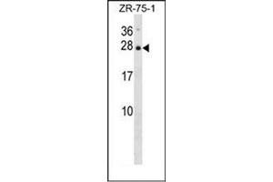 Image no. 2 for anti-Interleukin 25 (IL25) (AA 75-104), (Middle Region) antibody (ABIN952925)
