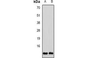 Image no. 3 for anti-Glutaredoxin 1 (GRX1) antibody (ABIN3198093)