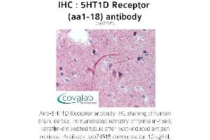 Image no. 1 for anti-Serotonin Receptor 1D (HTR1D) (AA 1-18) antibody (ABIN1731352)