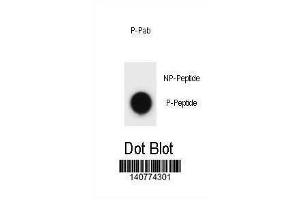 Image no. 1 for anti-Autophagy Related 13 (ATG13) (pSer355) antibody (ABIN1881081)