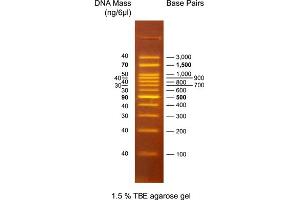 Agarose Gel Electrophoresis (AGE) image for OneMARK 100 DNA Ladder (ABIN2868514)
