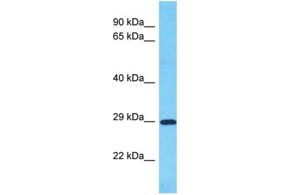 anti-Solute Carrier Family 25, Member 35 (SLC25A35) (Middle Region) antibody