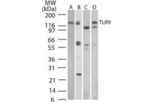 Image no. 2 for anti-Toll-Like Receptor 9 (TLR9) antibody (ABIN531988)