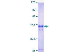 Image no. 1 for Autophagy Related 12 (ATG12) (AA 1-74) protein (GST tag) (ABIN1345956)