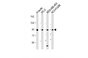 Image no. 2 for anti-Bromodomain, Testis-Specific (BRDT) (AA 1-30), (N-Term) antibody (ABIN652290)