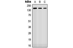 Image no. 1 for anti-Roundabout, Axon Guidance Receptor, Homolog 2 (ROBO2) (Center) antibody (ABIN2706967)